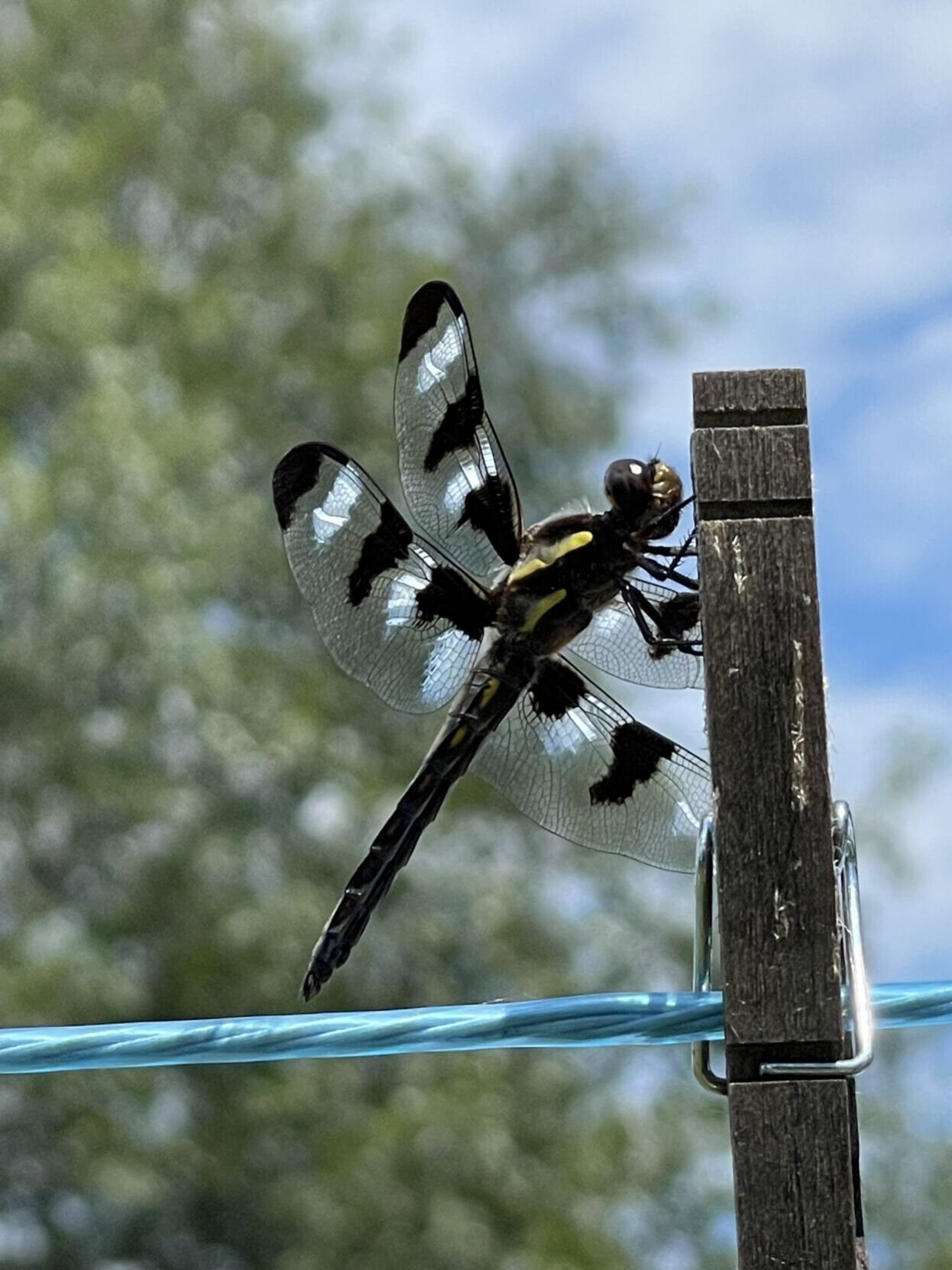 Dragonfly on the line